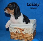 Cassey2 - 5.tyden