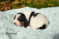 Edmond 2 tyden
