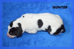 G Gunter 21 03 22 1