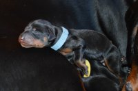 modrej chlapecek