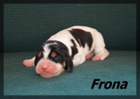 20 03 23 Frona