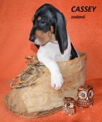 Cassey 1 - 7.tyden