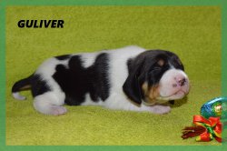 G 21 04 02 Guliver