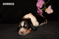 Dorris 1.tyden