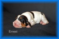 Ernest