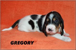 G 21 04 10 Gregory