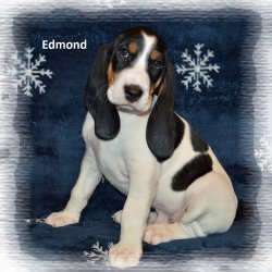 Edmond 7 tyden