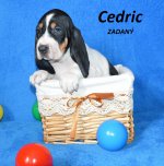 Cedric2 - 5.tyden
