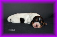 Erica