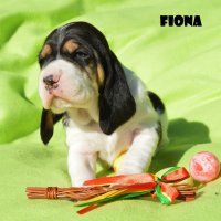 20 04 11 Fiona