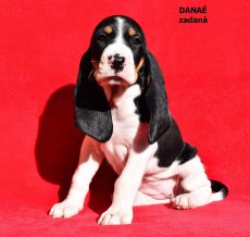 Danaé - portrét2