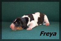 20 03 23 Freya