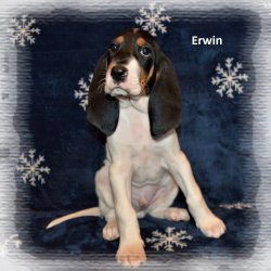 Erwin 7 tyden