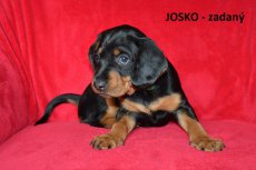 Josko 4tyden