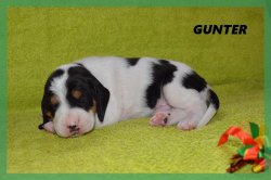 G 21 04 02 Gunter