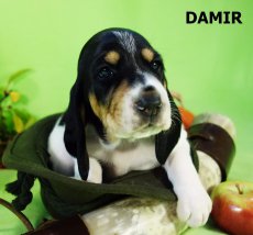 Damir-3 tyden