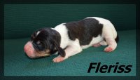 20 03 23 Fleriss