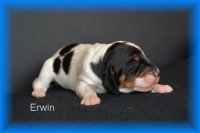 Erwin