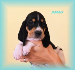 Dorris