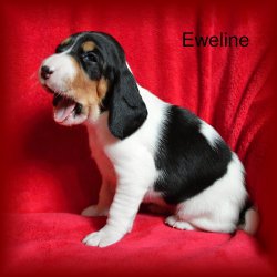 Eweline 3 tyden