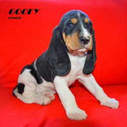 21 04 26 Goofy