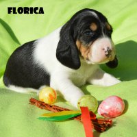 20 04 11 Florica