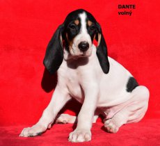 Dante - portrét