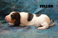 20 04 04 Fellon