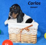 Carlos2 - 5.tyden