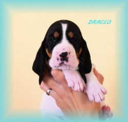 Draco
