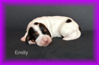 Emilly