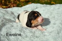Eweline 2 tyden