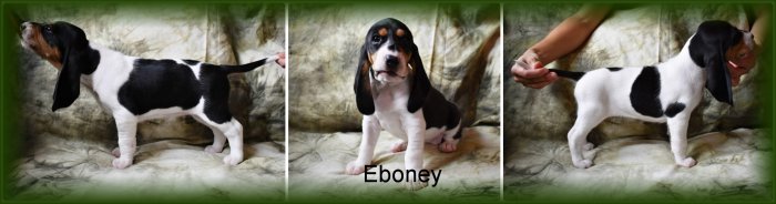 Eboney1 kolaz