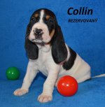 Collin1 - 5.tyden
