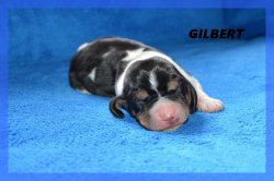 G Gilbert 21 03 22 2