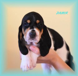 Damir