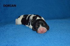 Dorian-1.den