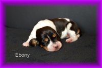 Eboney