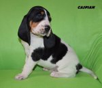 Caspian - 4. tyden