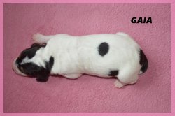 G Gaia 21 03 22