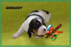 G 21 04 02 Gregory
