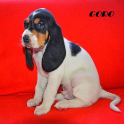 21 04 26 Goro
