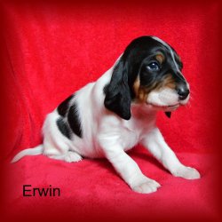 Erwin 3 tyden