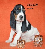 Collin 2 - 7.tyden