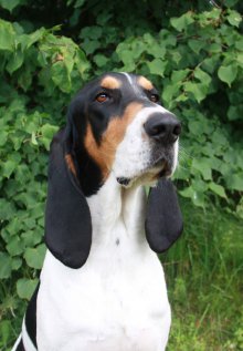 Hercule - hlava