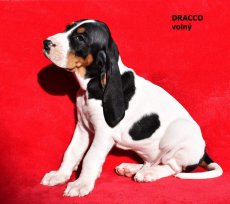 Dracco - portrét