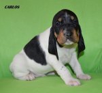 Carlos - 4. tyden