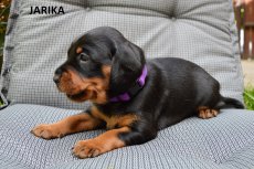 Jarika 3tyden