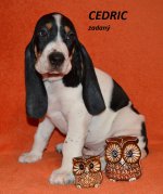 Cedric 2 - 7.tyden