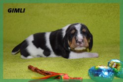 G 21 04 02 Gimli